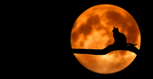 black cat standing on tree branc in front of a full moon halloween photo booth backdrop